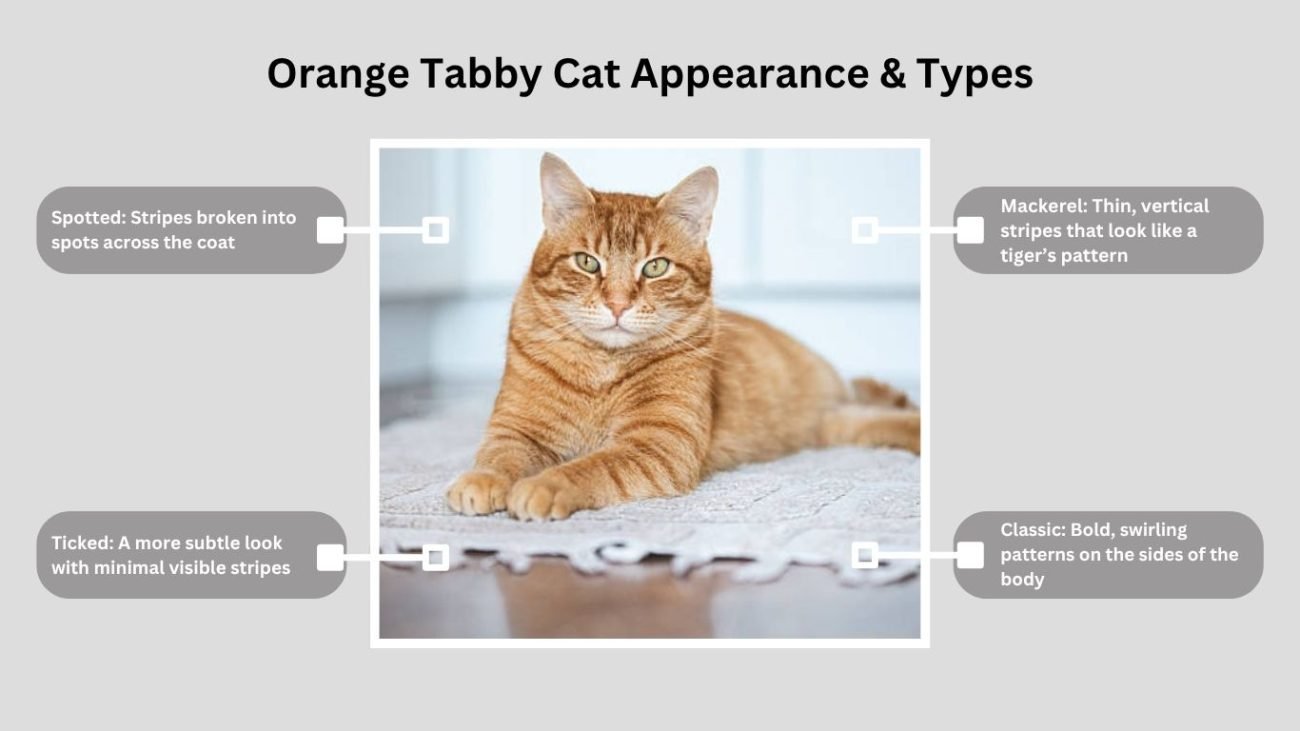 Orange Tabby Cat Appearance & Types