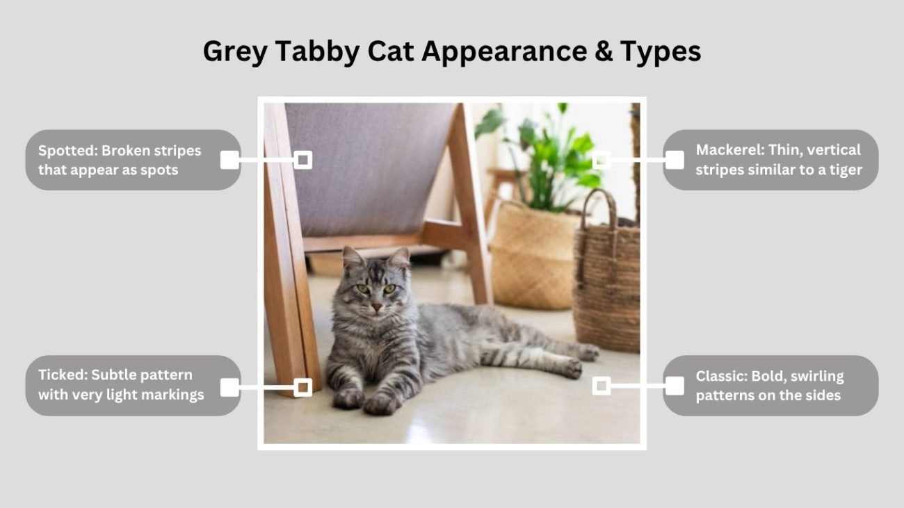 Grey Tabby Cat Appearance & Types