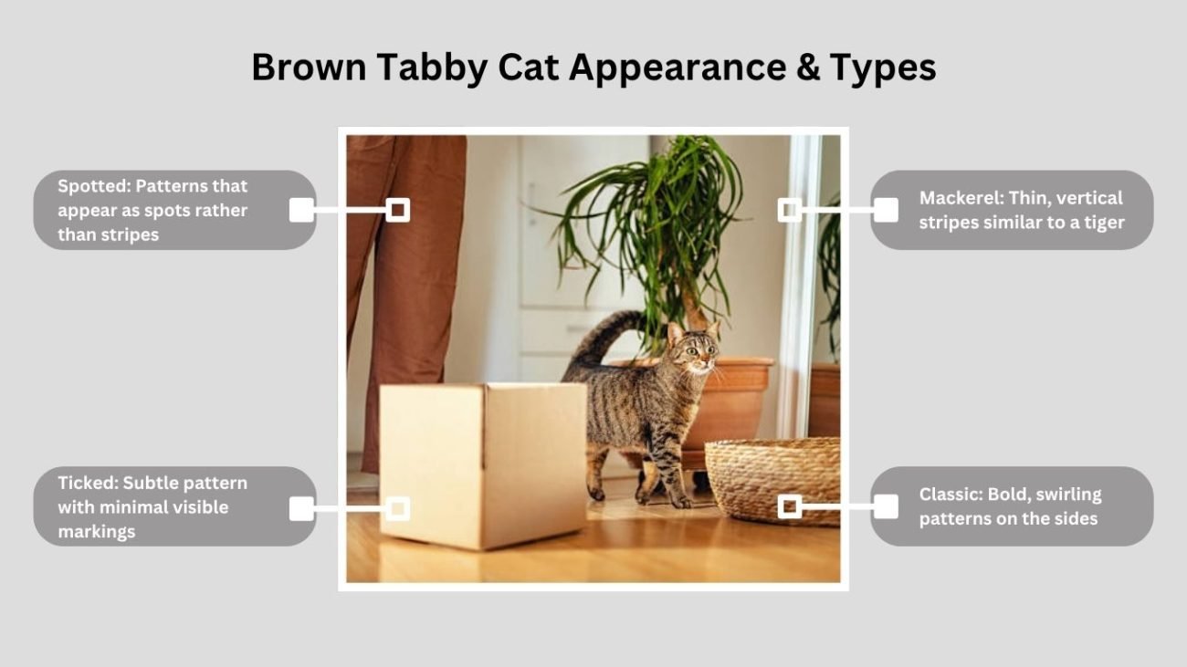 Brown Tabby Cat Appearance & Types