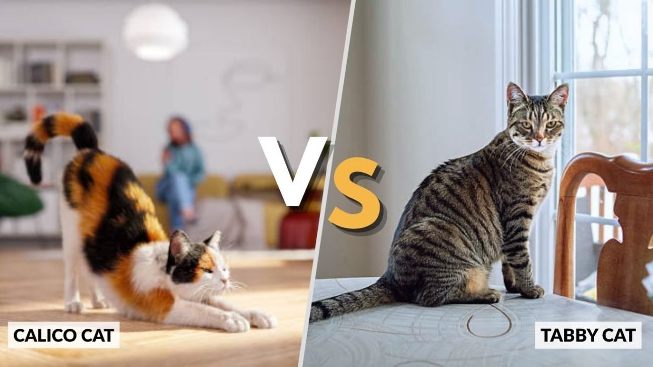 Calico vs Tabby Cat