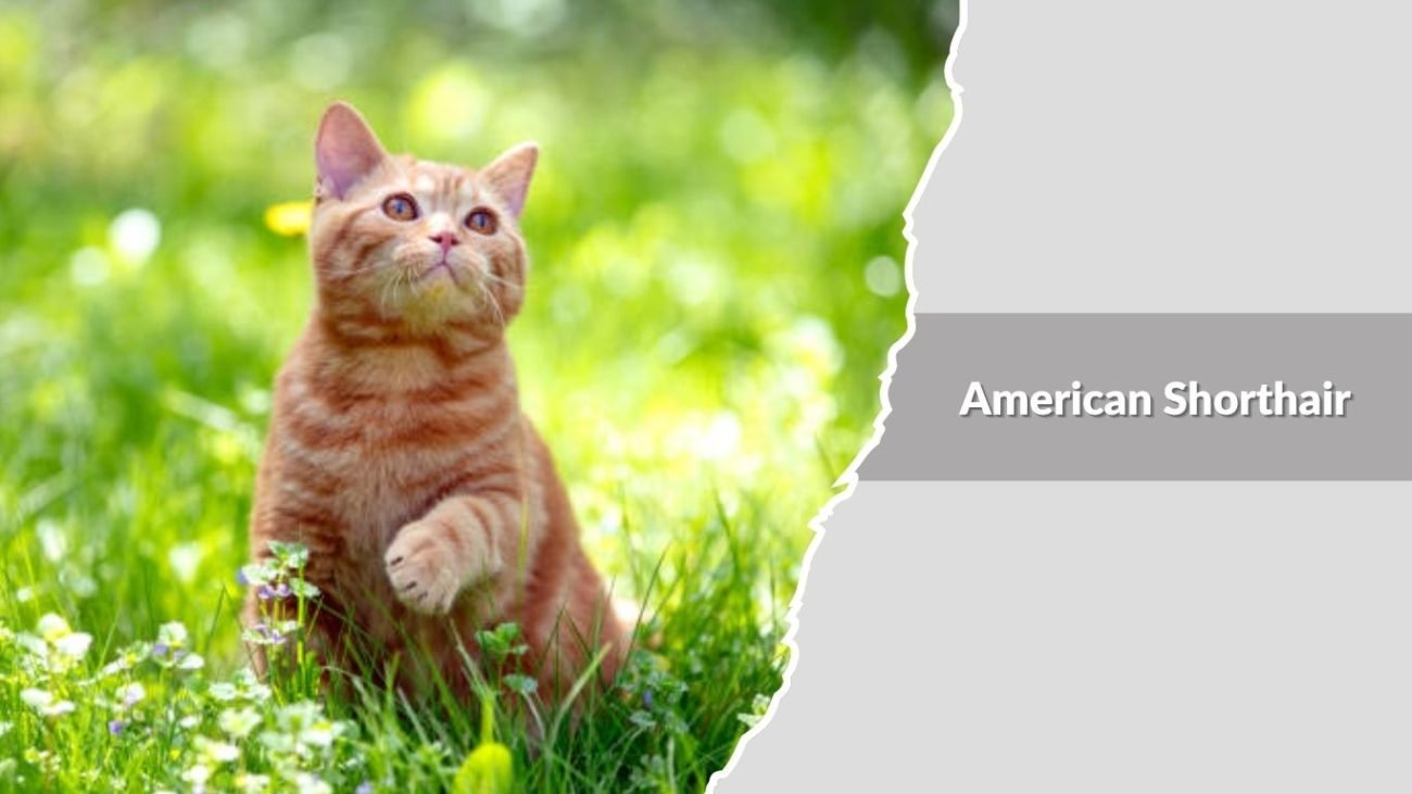 American Shorthair