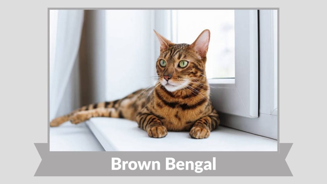 Brown Bengal