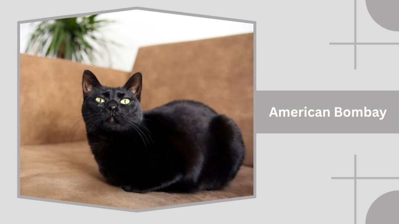 American Bombay
