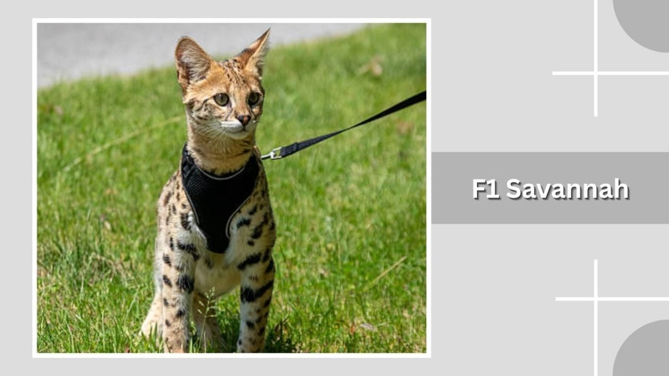 F1 Savannah