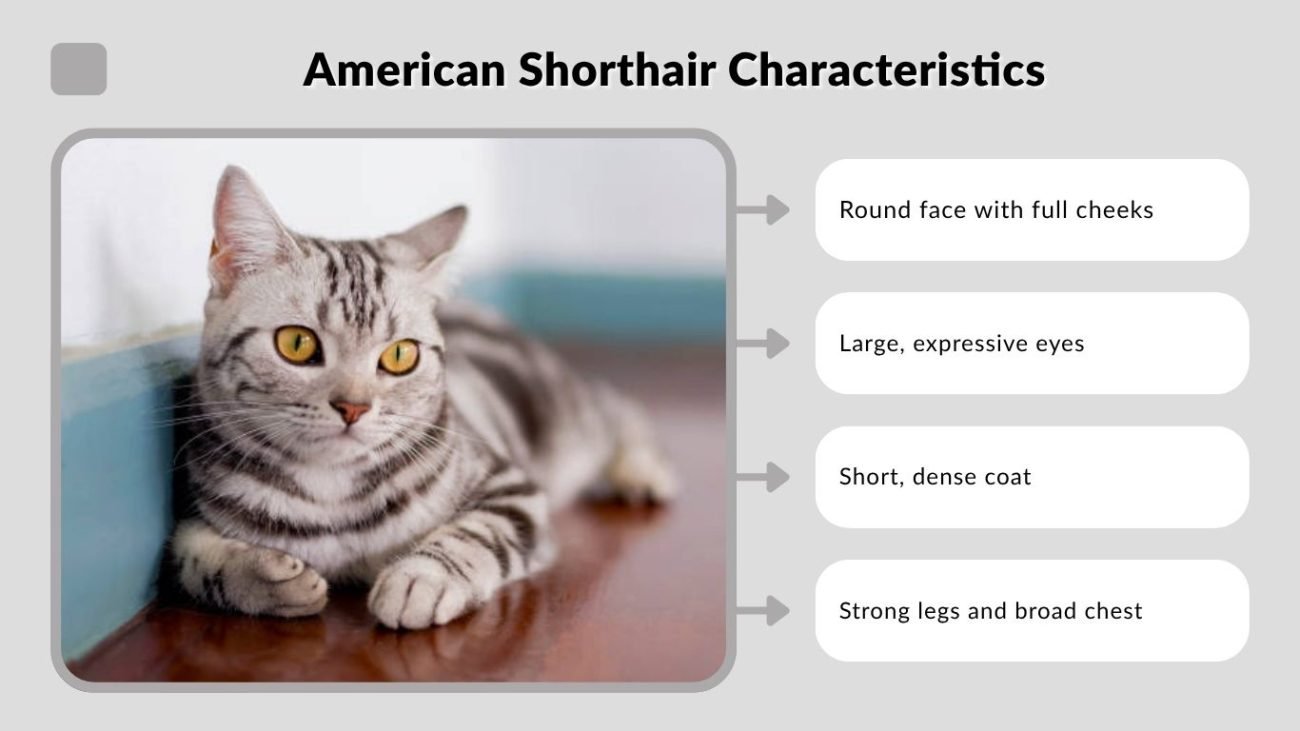 American Shorthair Characteristics