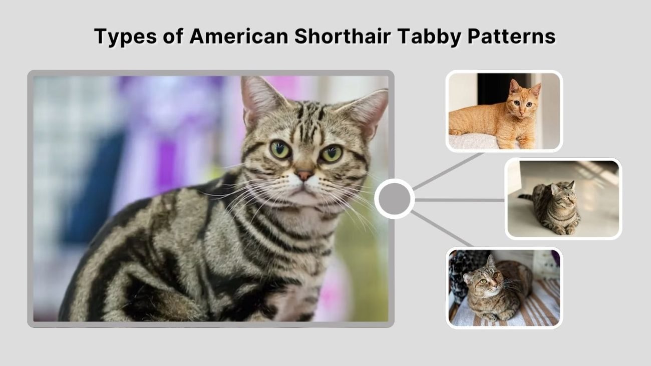 Types of American Shorthair Tabby Patterns