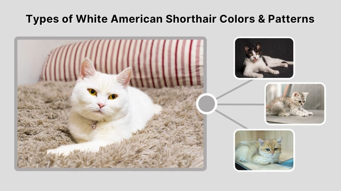 Types of White American Shorthair Colors & Patterns