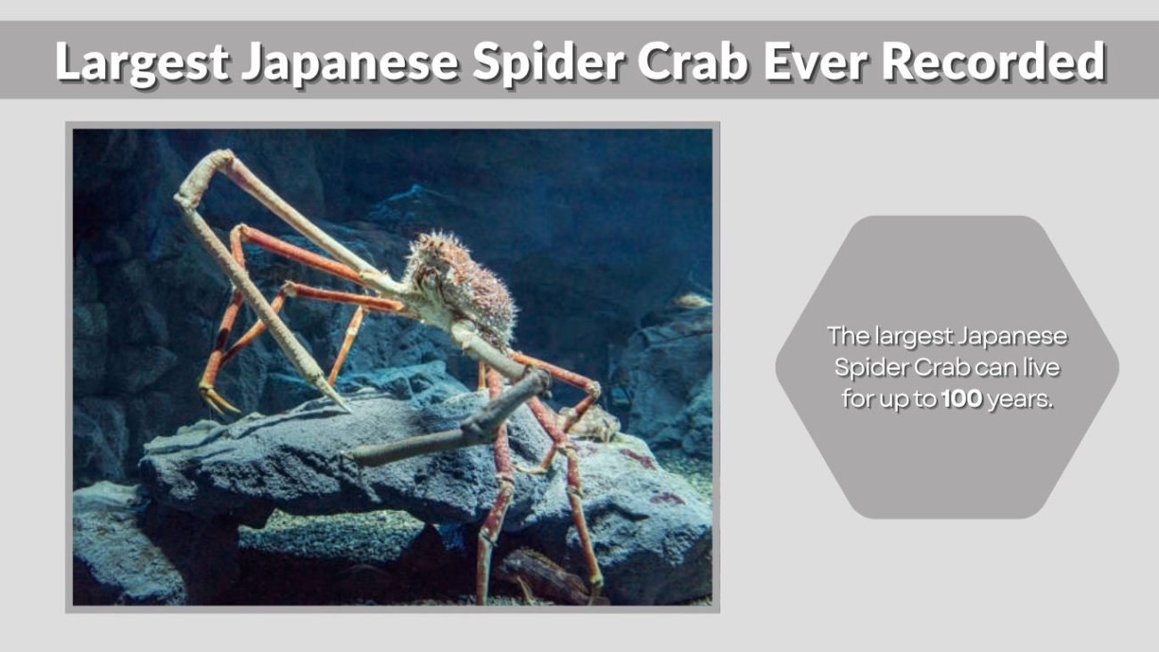 Largest Japanese Spider Crab Ever Recorded
