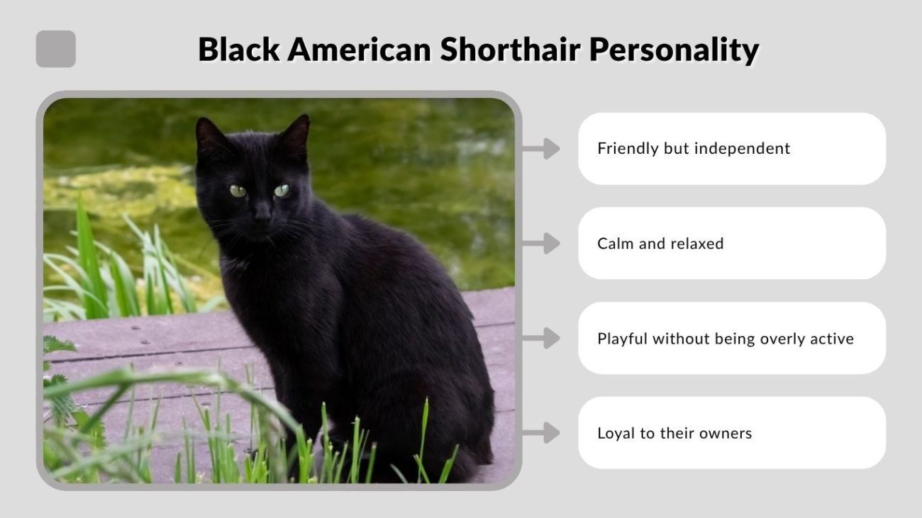 Black American Shorthair Personality