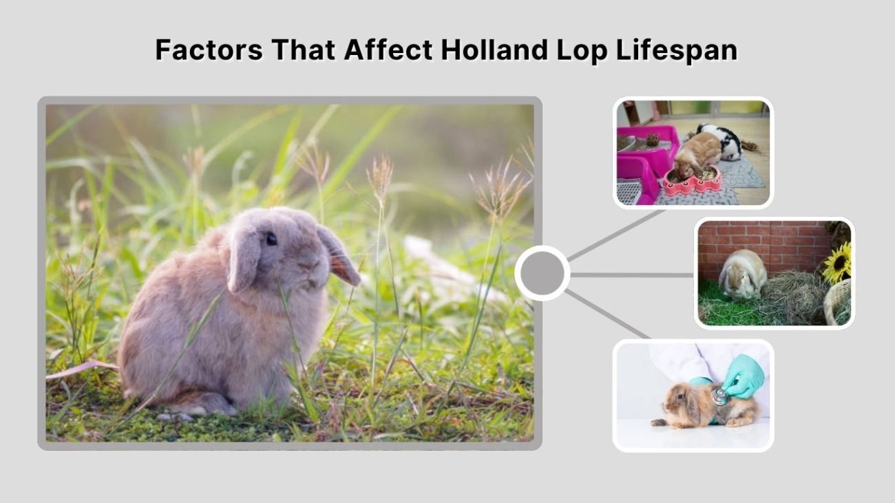 Factors That Affect Holland Lop Lifespan