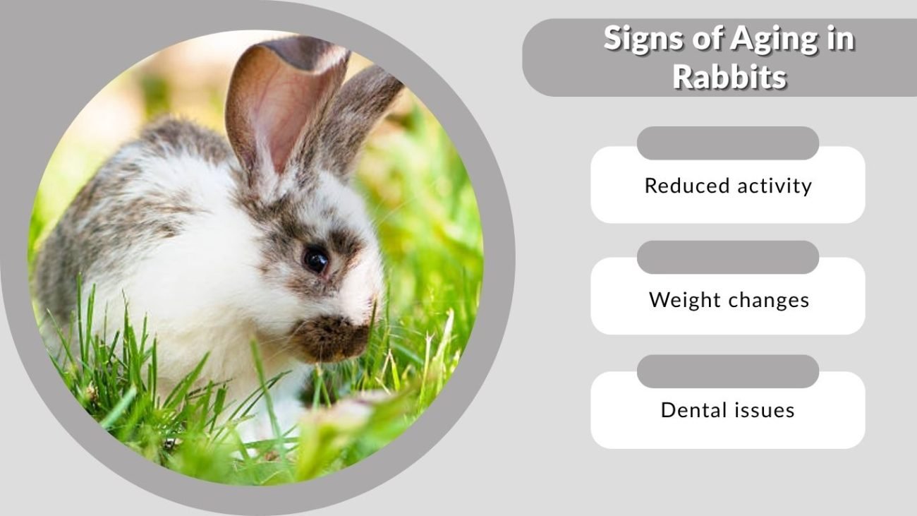 Signs of Aging in Rabbits