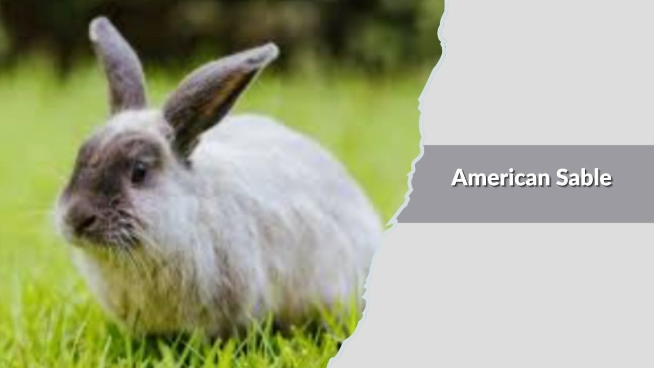 American Sable