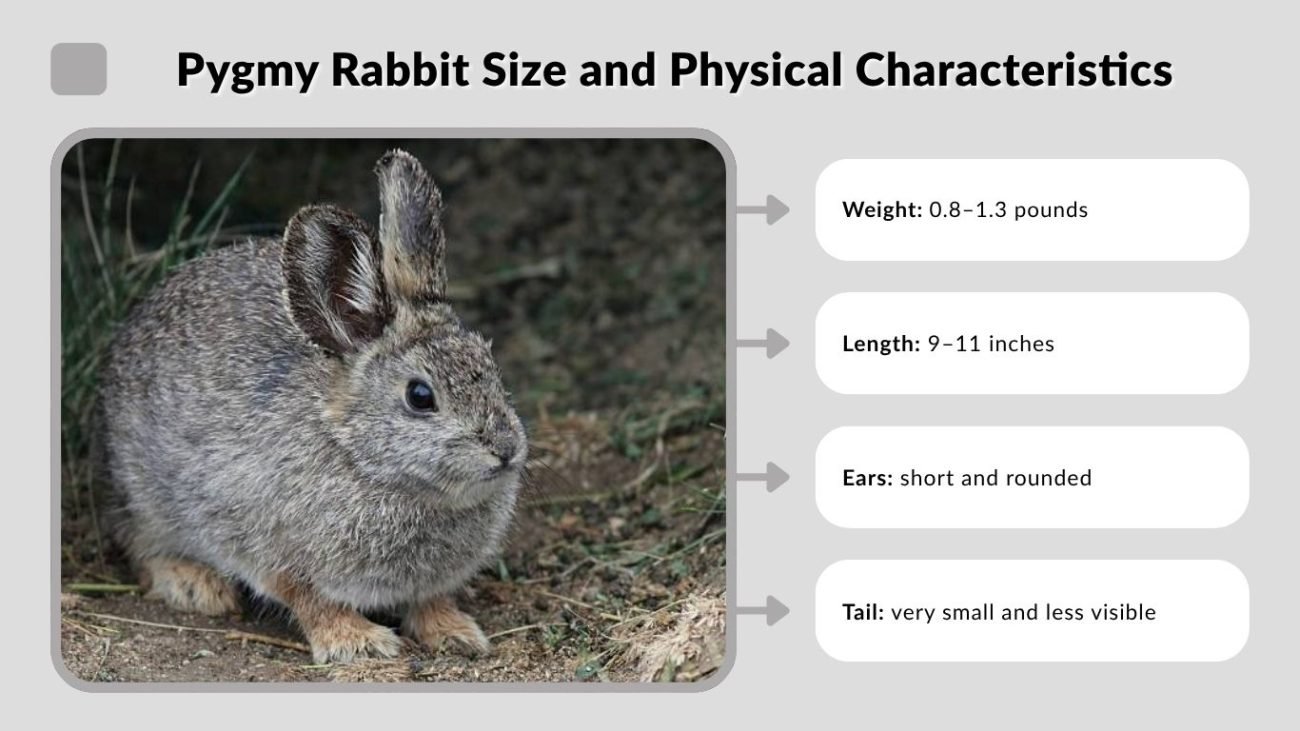Pygmy Rabbit Size and Physical Characteristics