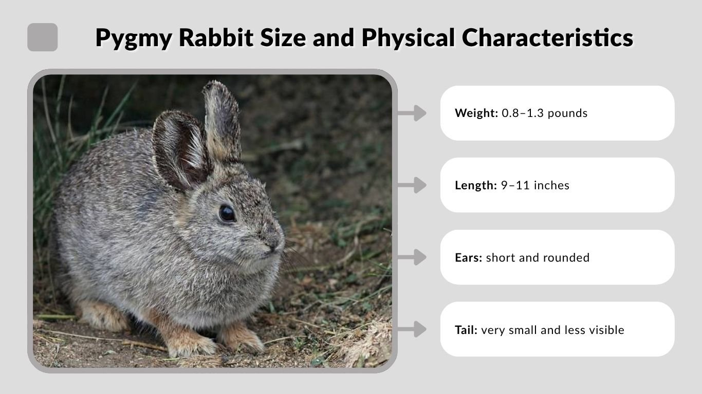 Pygmy Rabbit: Size, Lifespan, Habitat & Complete Guide