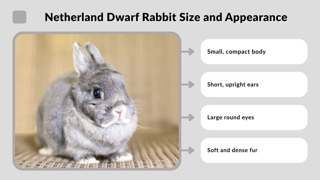 Netherland Dwarf Rabbit Size and Appearance