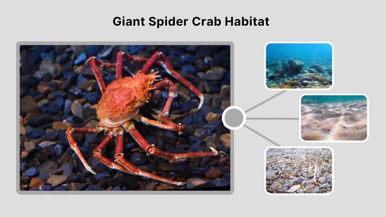 Giant Spider Crab Habitat (Where Do They Live?)