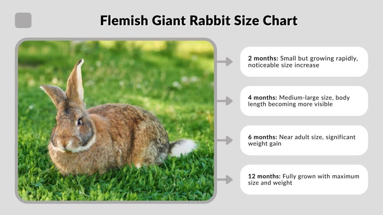 Flemish Giant Rabbit Size Chart