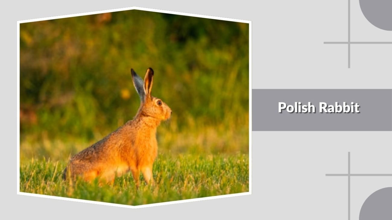 Polish Rabbit