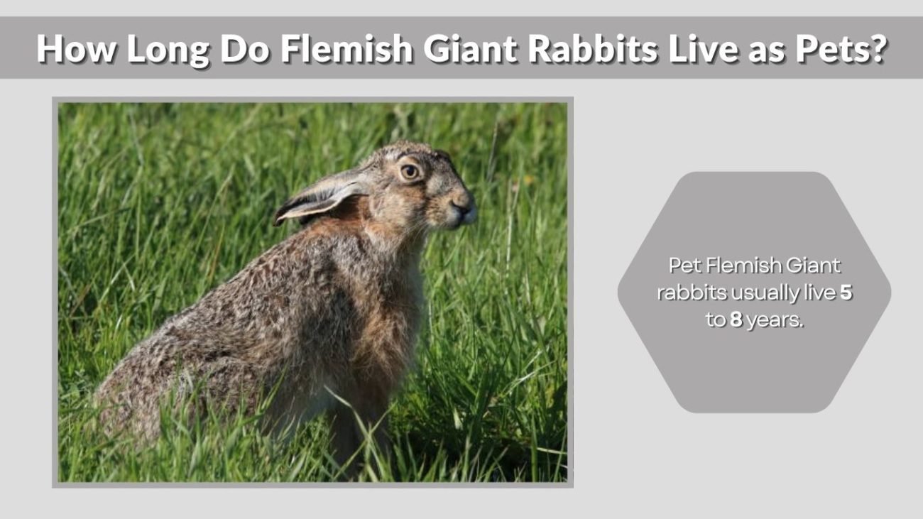 How Long Do Flemish Giant Rabbits Live as Pets?