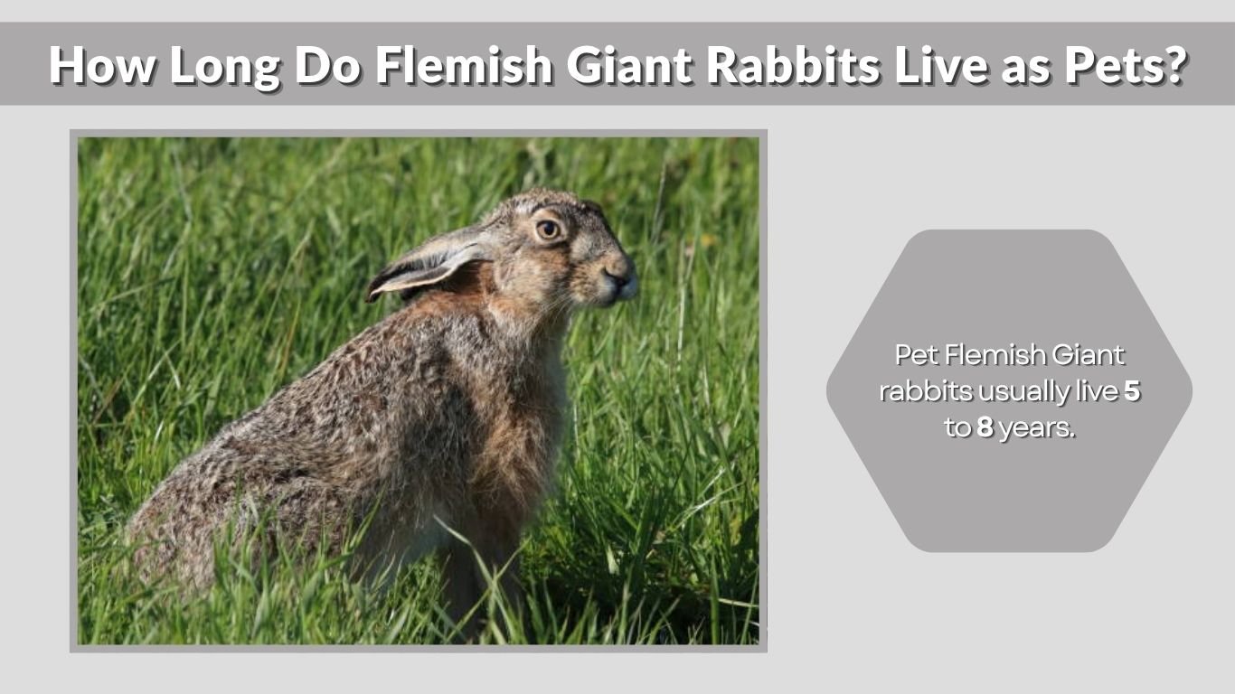 Flemish Giant Rabbit Lifespan: How Long Do They Live?