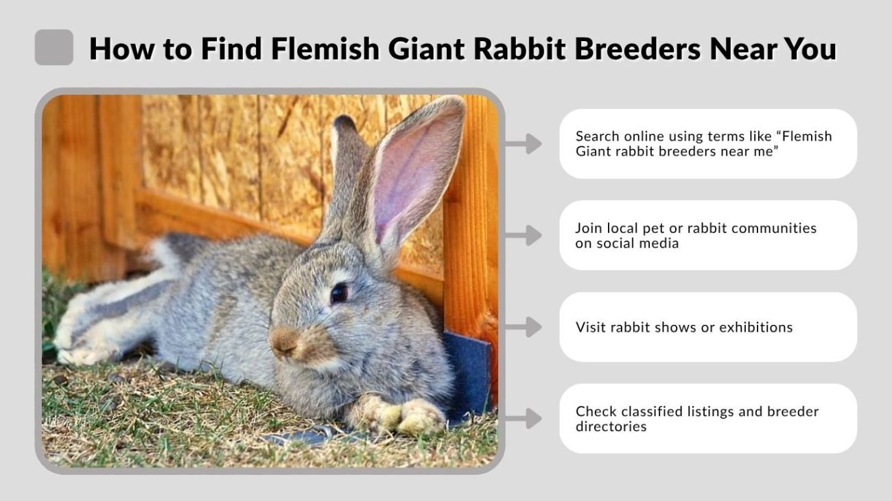 How to Find Flemish Giant Rabbit Breeders Near You