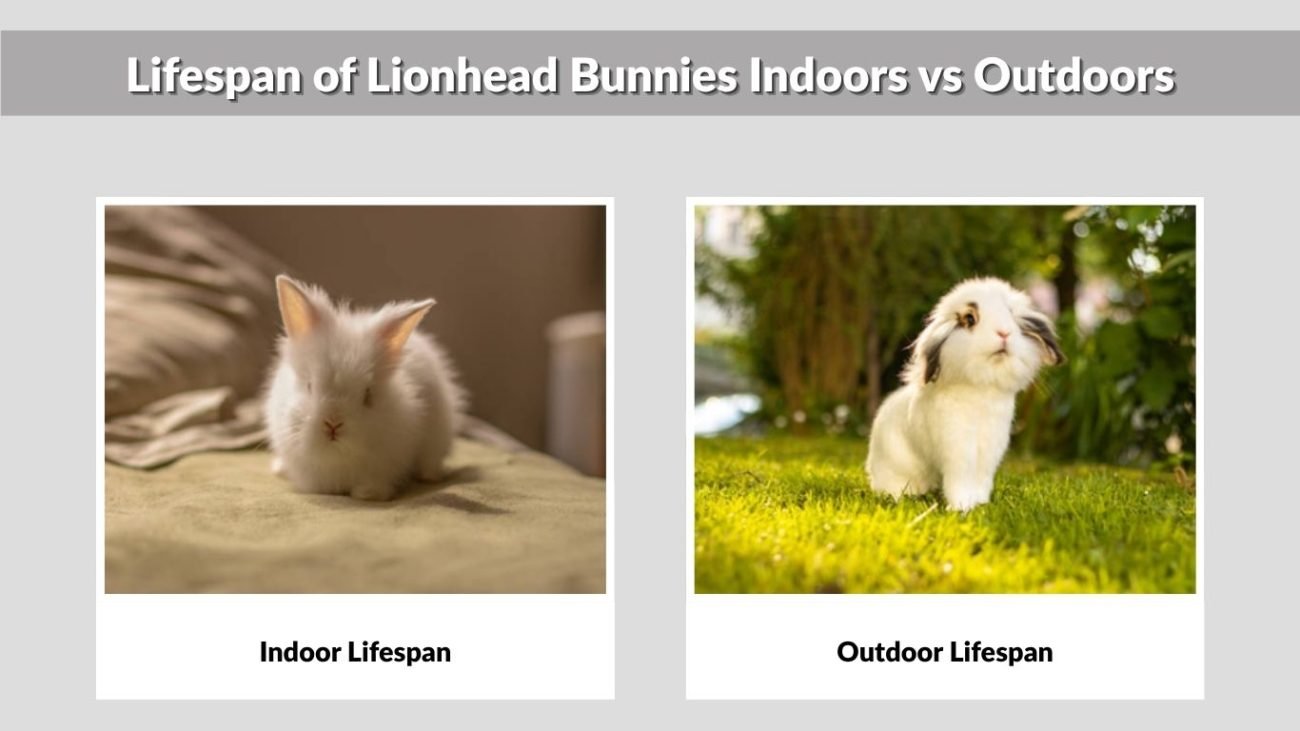 Lifespan of Lionhead Bunnies Indoors vs Outdoors