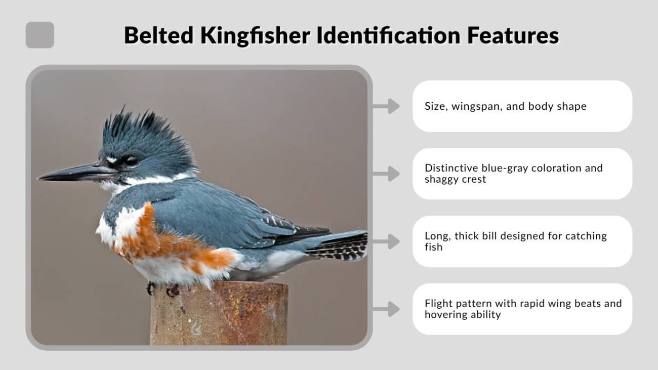 Belted Kingfisher Identification Features