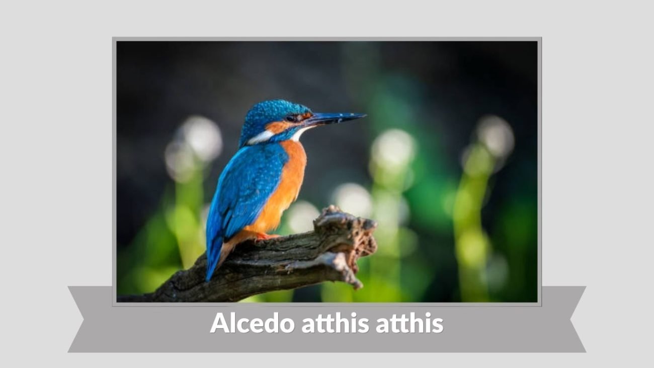 Alcedo atthis atthis
