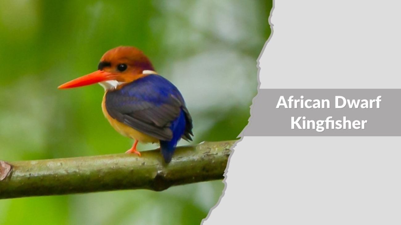 African Dwarf Kingfisher