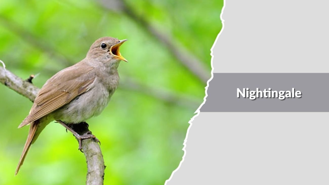 Nightingale