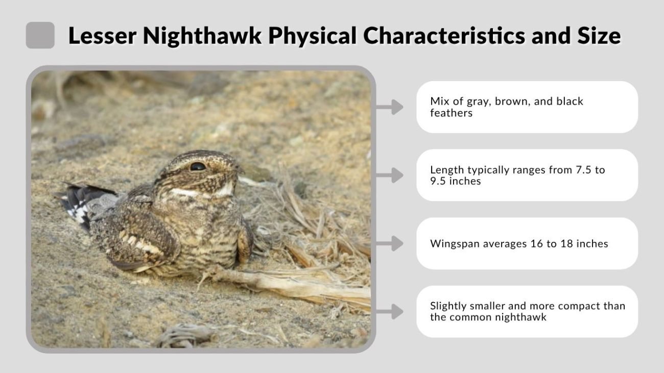 Lesser Nighthawk Physical Characteristics and Size