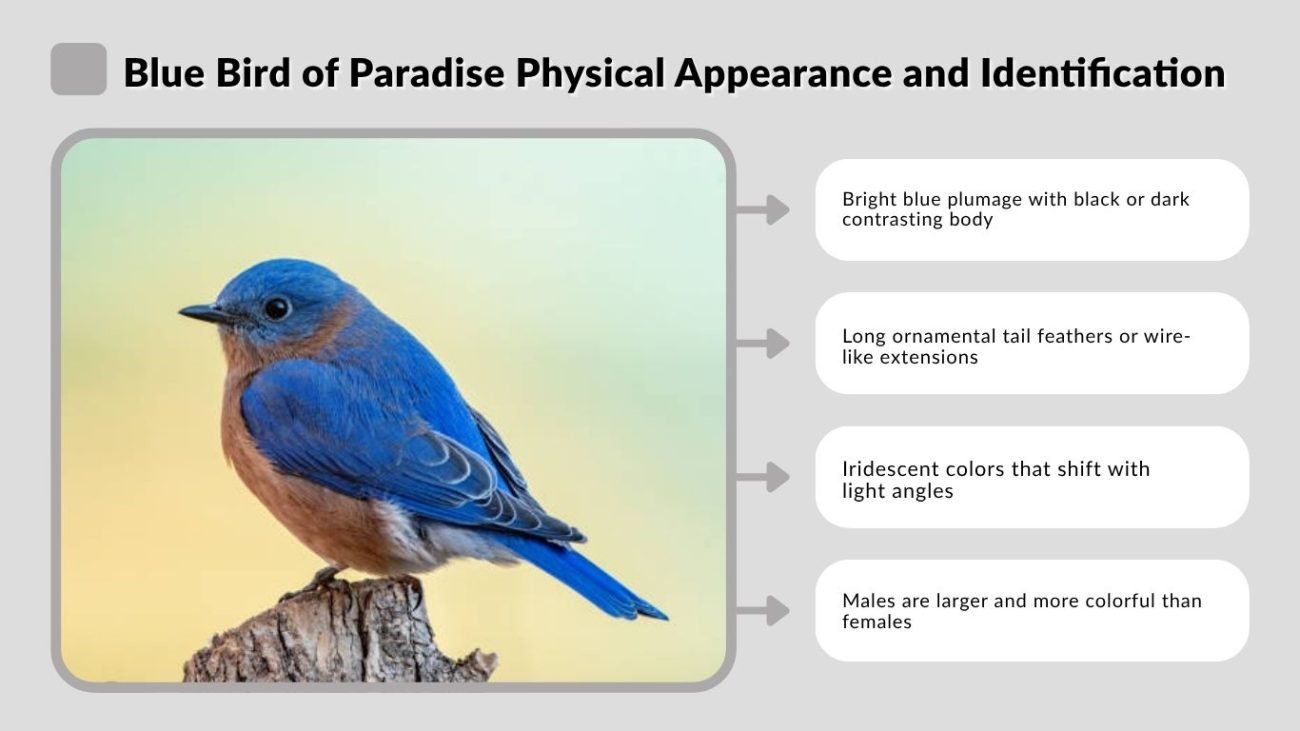 Blue Bird of Paradise Physical Appearance and Identification