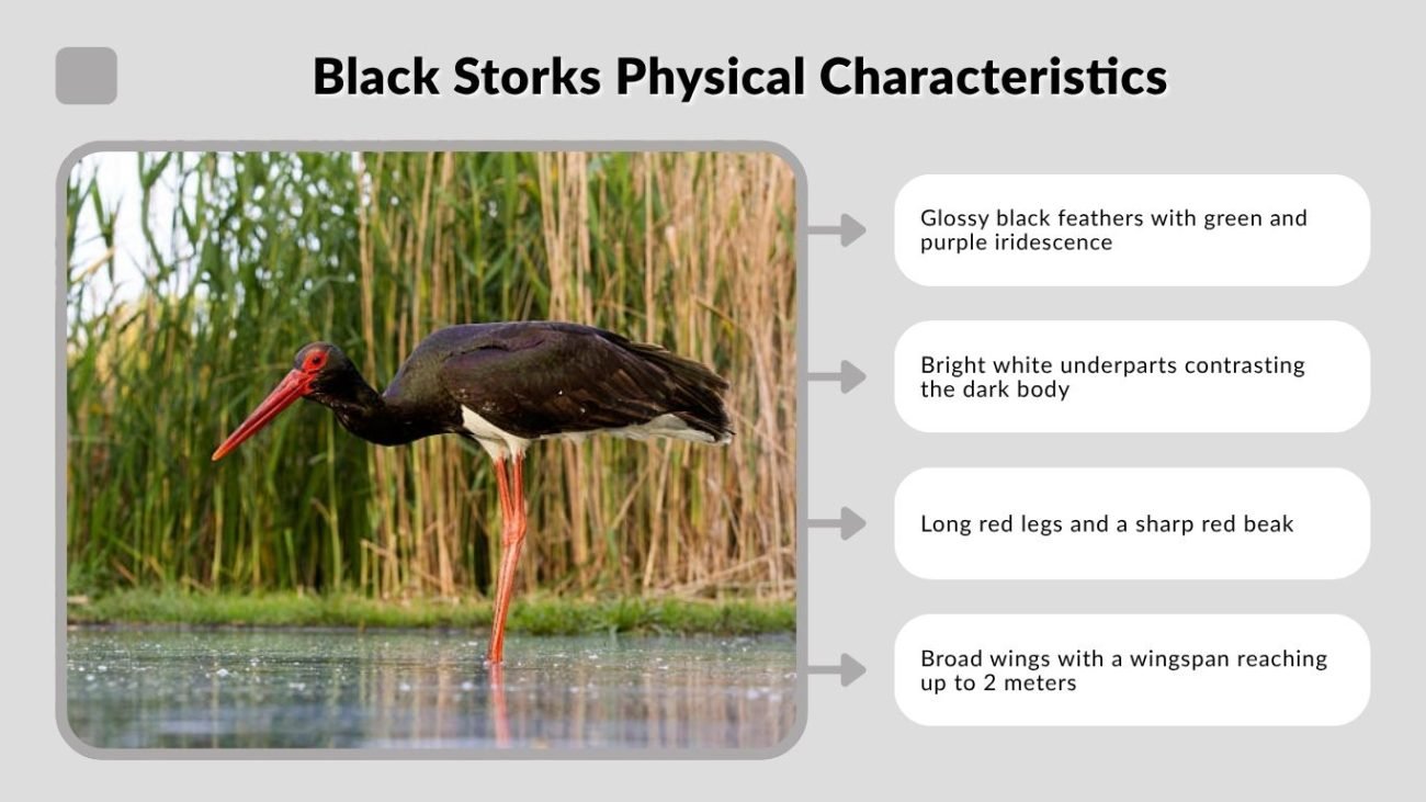 Black Storks Physical Characteristics