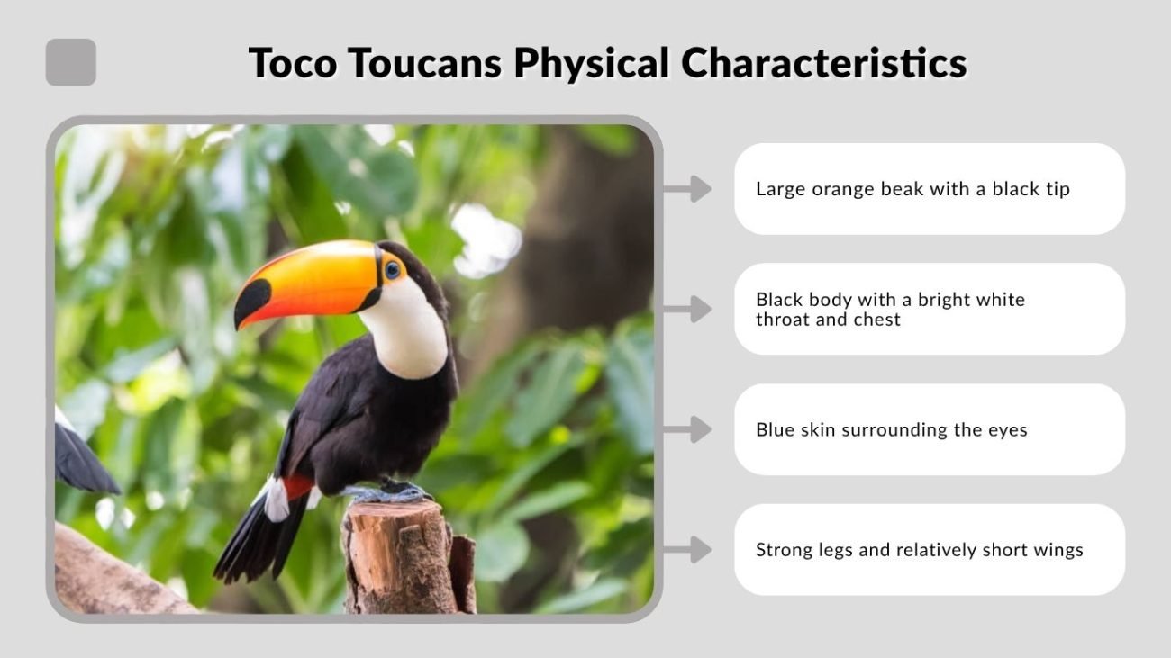 Toco Toucans Physical Characteristics