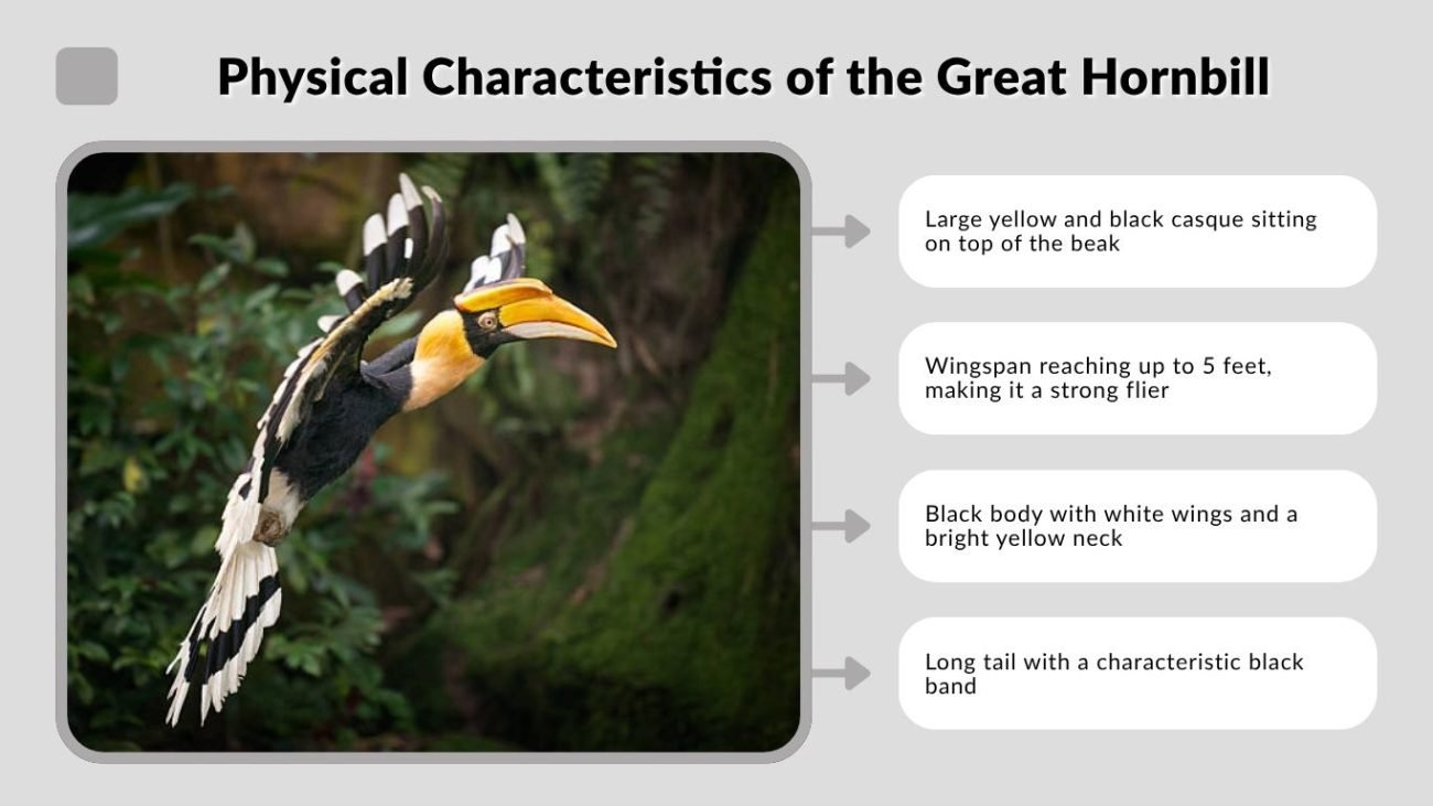Physical Characteristics of the Great Hornbill