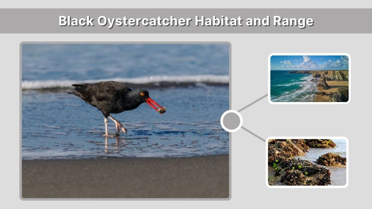 Black Oystercatcher Habitat and Range
