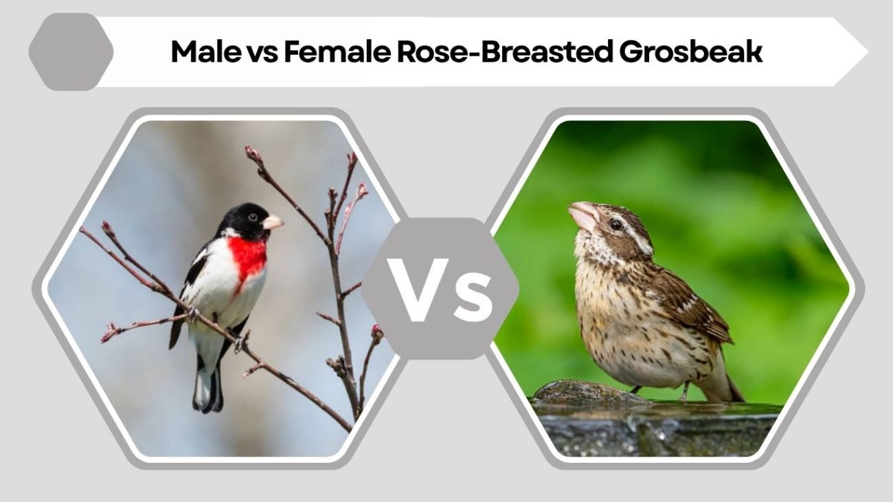 Male vs Female Rose-Breasted Grosbeak