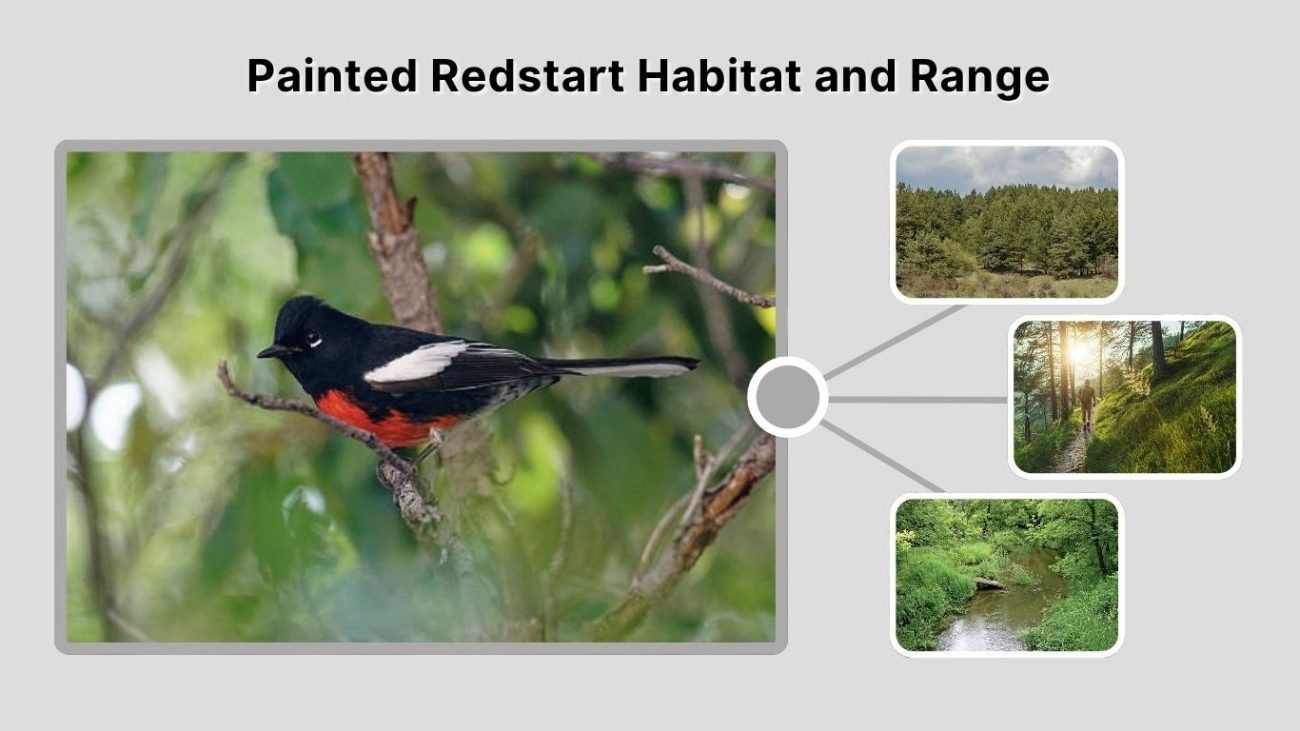 Painted Redstart Habitat and Range
