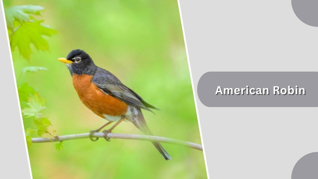 American Robin