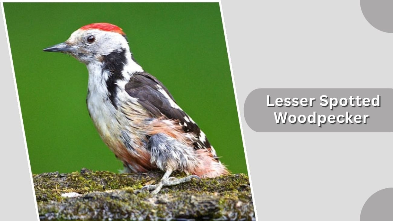 Lesser Spotted Woodpecker