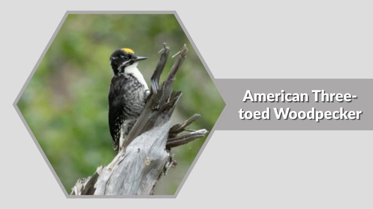American Three-toed Woodpecker