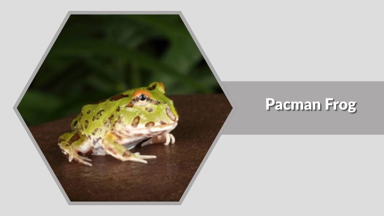  Pacman Frog