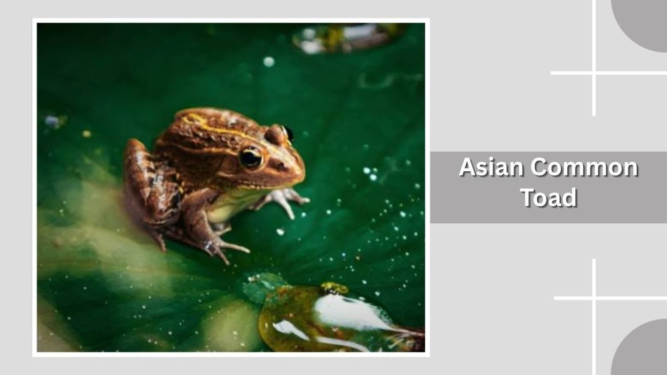Asian Common Toad