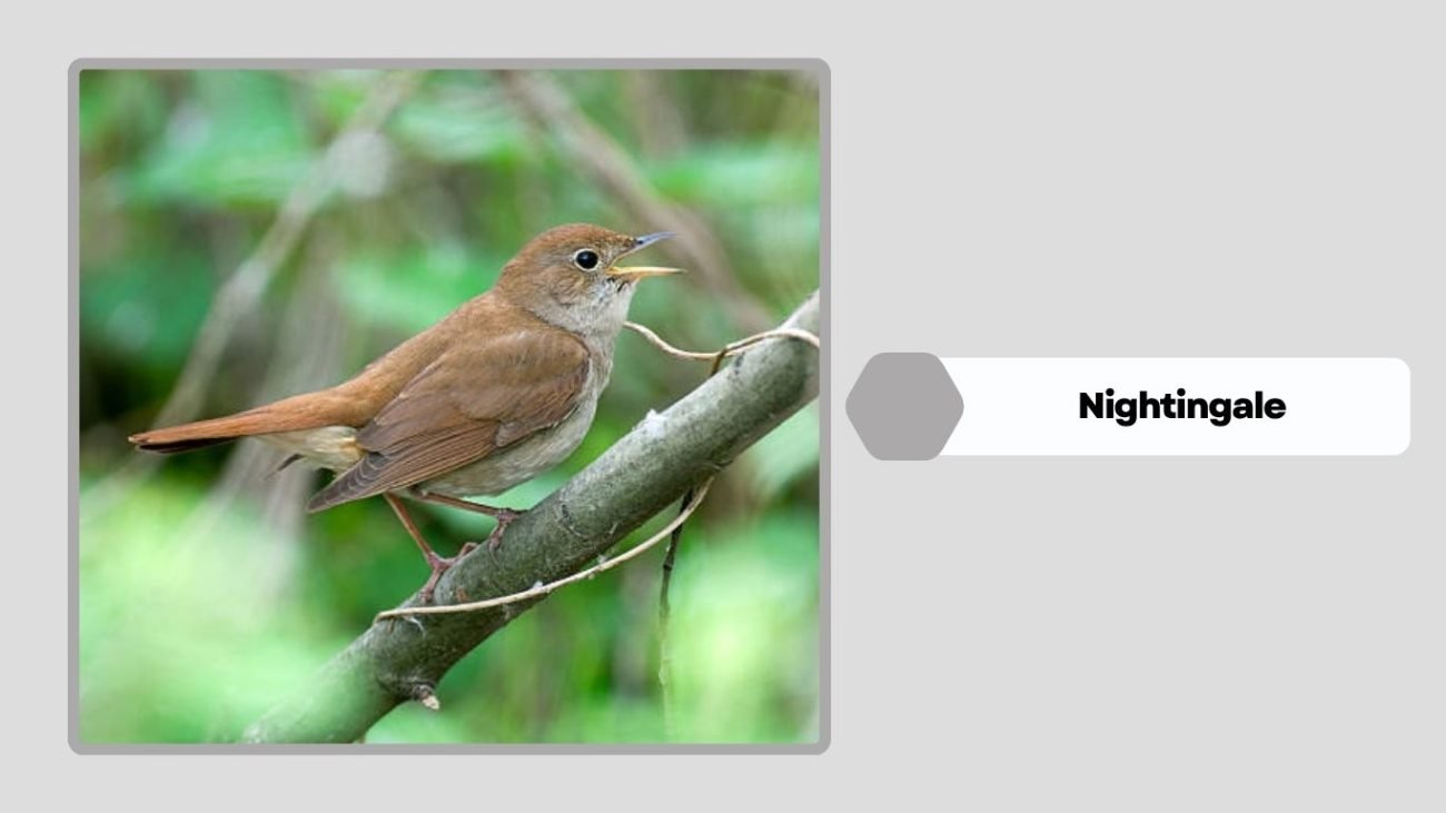 Nightingale