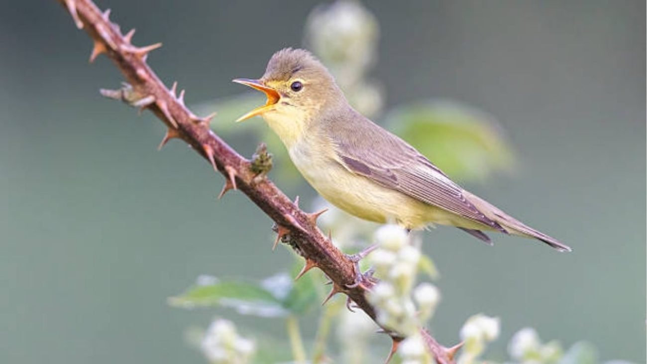 Main Reasons Birds Chirp in the Morning