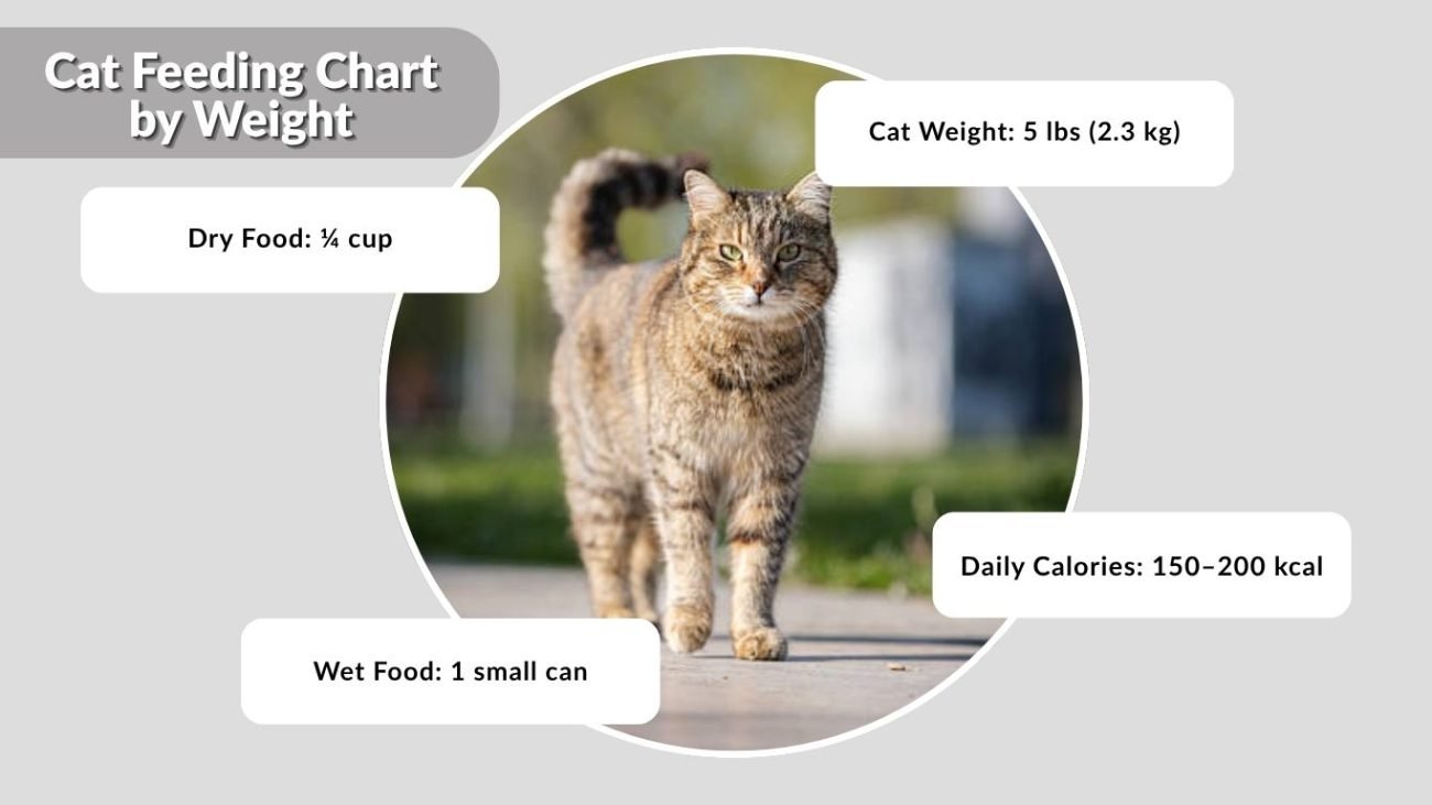Cat Feeding Chart by Weight (Quick Guide)