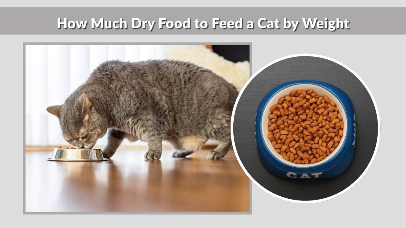 How Much Dry Food to Feed a Cat by Weight
