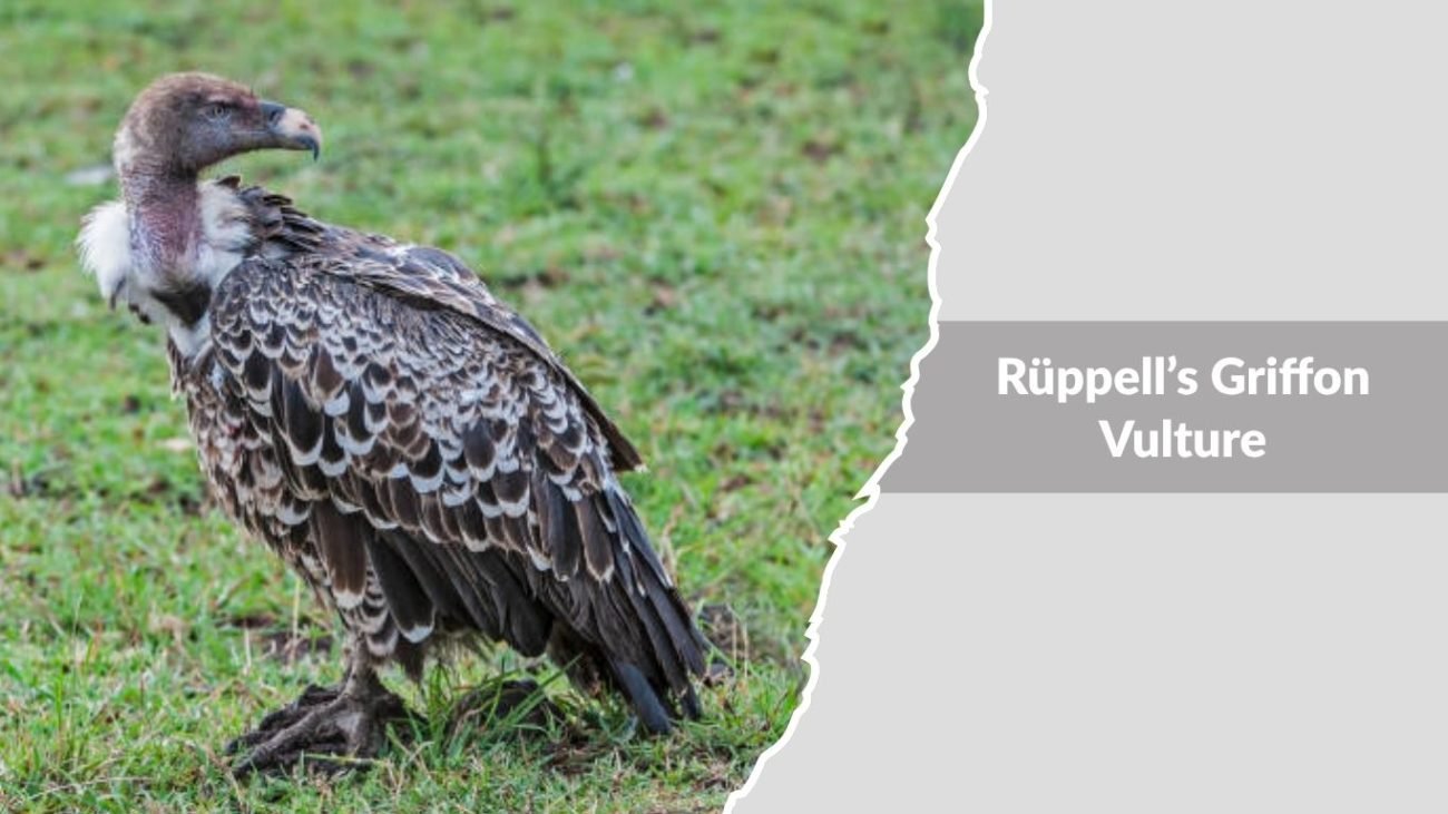 Rüppell’s Griffon Vulture