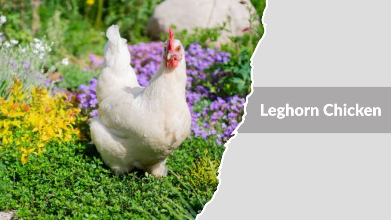 Leghorn Chicken