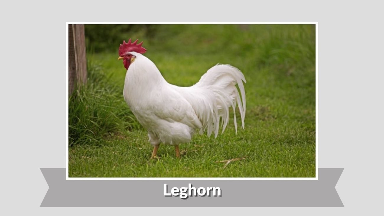 Leghorn